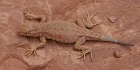 Gros lézard de Zion NP
